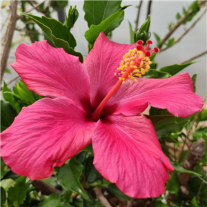 Hibiscus Rosa-sinensis 'Pink'